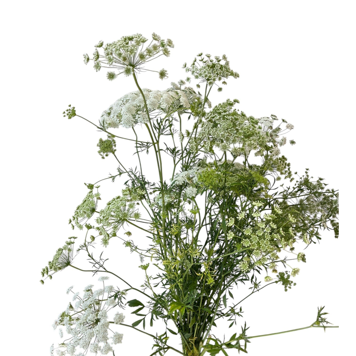 Ammi majus - WHITE - Queen Anne's Lace 70cm - (10 or 50 Stems)