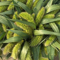 Setaria - GREEN - Green Jewel Grass 50cm - (20 stems)