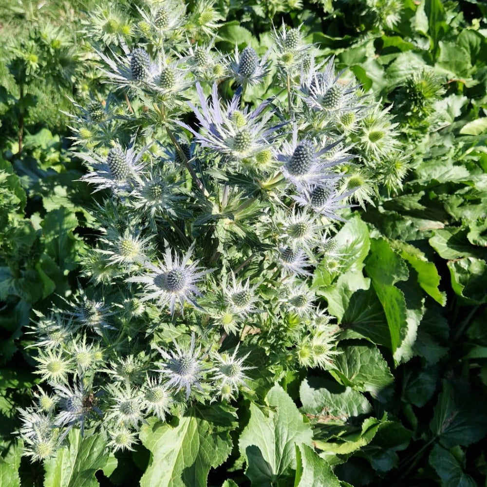 Eryngium - BLUE  - Blue Lagoon 50cm - (10 or 100 stems)