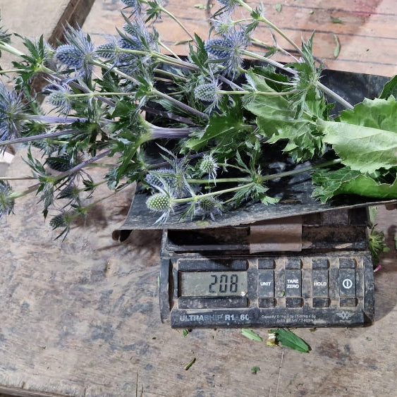 Eryngium - BLUE  - Blue Lagoon 50cm - (10 or 100 stems)